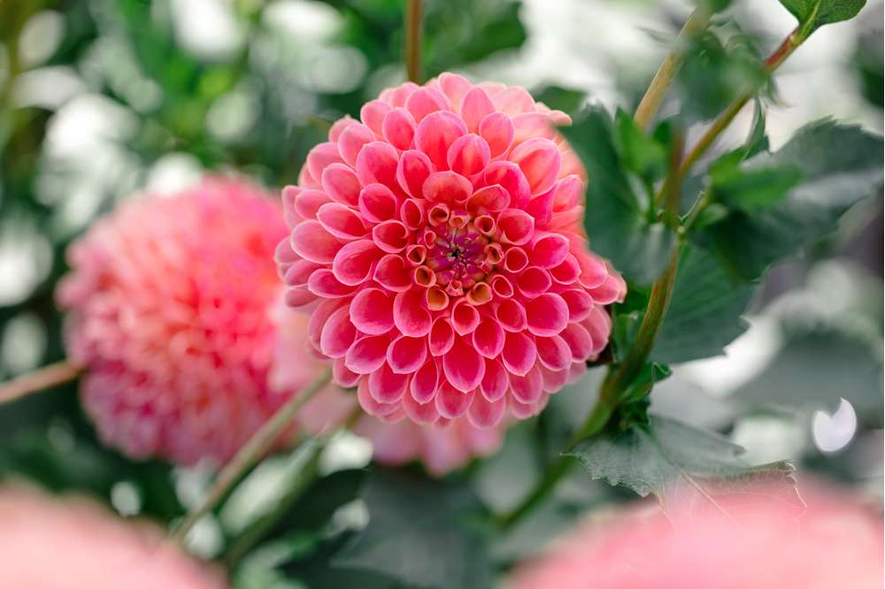 Dahlia 'Jowey Winnie'